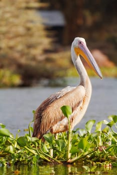 One pelican near Naivasha Lake, Kenya