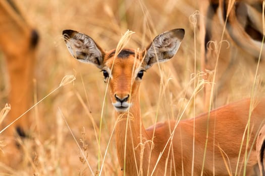 Female Impala eating grass, Nakuru Lake, Kenya