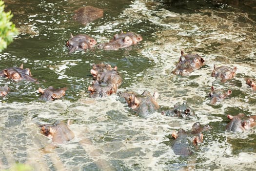 Hippopotamus enjoying bathing in water during the hot day in Masai Mara, Kenya