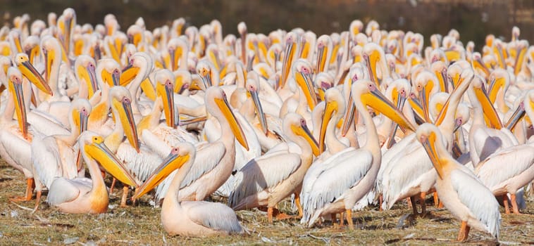 Group of pelicans near Nakuru Lake, Kenya