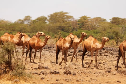 Camels used for carrying heavy luggage in Amboseli national park,Kenya