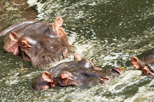 Hippopotamus enjoying bathing in water during the hot day in Masai Mara, Kenya