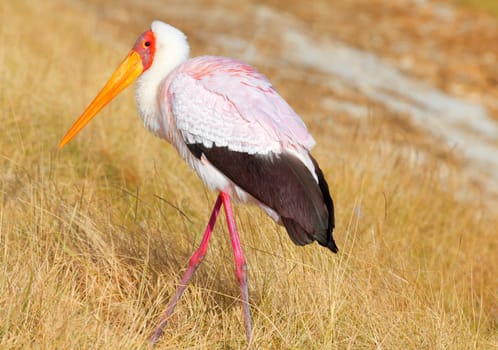Yellowbilled stork, Nakuru Lake, Kenya