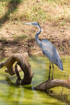 Grey heron in Amboseli national park, Kenya