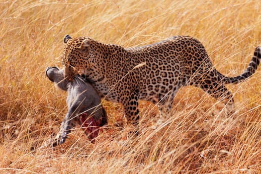 Female leopard walking in grass and carrying its pray in its mouth - young baby warthog, Masai Mara, Kenya