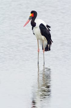 Saddle-billed stork near Nakuru Lake in Kenya