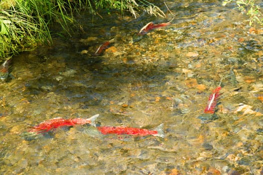 Salmon head into the stream for the last time in thier lives