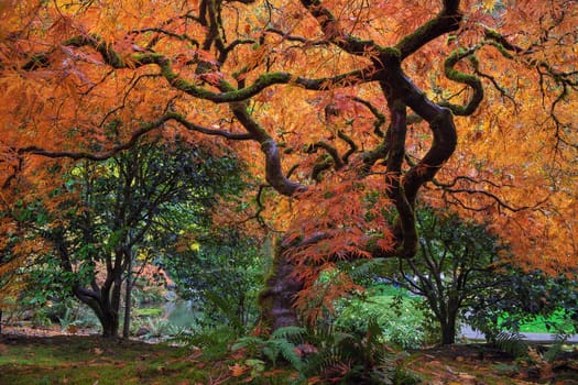 Under the Old Japanese Maple Tree in Autumn at Portland Japanese Garden