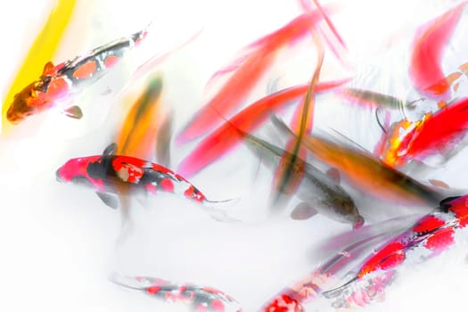 Koi Fish Swimming in Pond Abstract