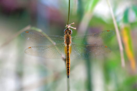 Dragonfly hanging on a plant twig against blurred background Closeup Macro