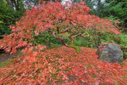 Japanese Lace Leaf Maple Tree Fall Foliage Colors at the Portland Japanese Garden in Autumn