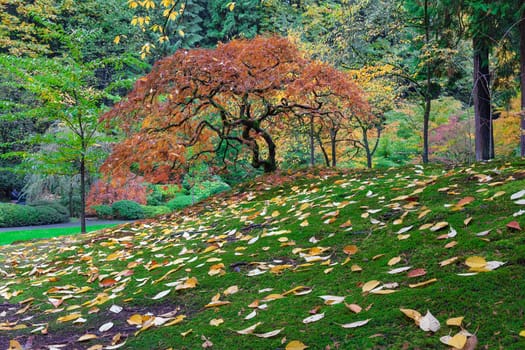 Japanese Maple Tree with Falling Leaves at Portland Japanese Garden in Autumn