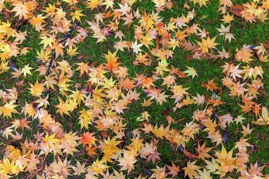 Japanese Maple Tree Leaves on Backyard Mossy Ground in Fall Season Background
