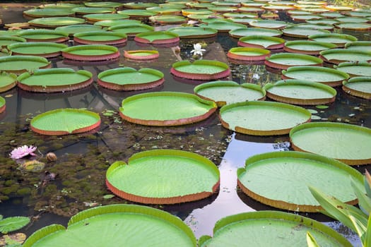 Giant Amazonian Water Lily Pads Floating in Lake with Blooming Flowers