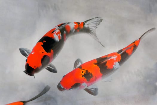 Calico Koi Fish Watercolor Painting in Red White and Black Ink Sumi-e Illustration