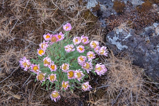 Cushion Daisies Desert Wildflowers at Horsethief Butte State Park in Washington Closeup