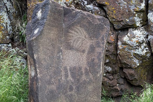 Native Anerican Indians Antelope Deer Animals Petrogylph on Rock Artwork at Horsethief Lake Washington