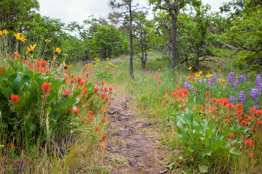 Hiking Trail in Columbia River Gorge Oregon in Spring Season with Wildflowers