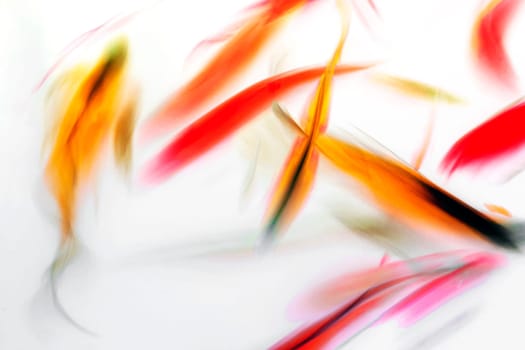 Koi Fish Swimming in Pond Colorful Swirl Abstract