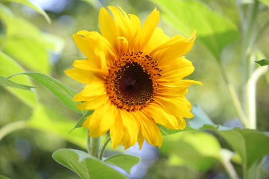 Sunflower