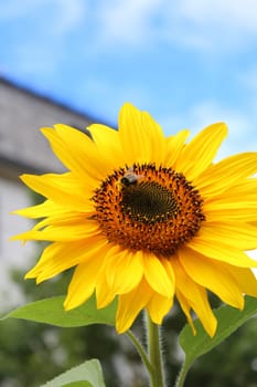 Sunflower