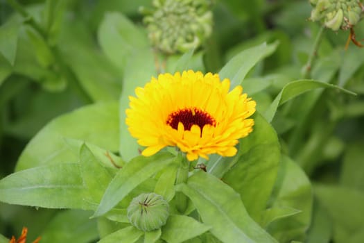 Marigold