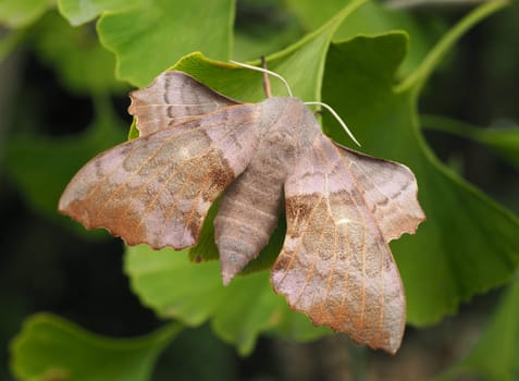 Poplar Swarmer - Moth