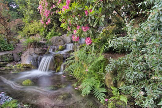Garden Waterfall with Blooming Rhododendron Pink Flowers and Ferns in Spring