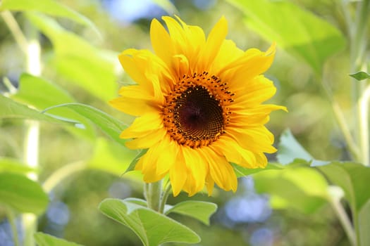 Sunflower