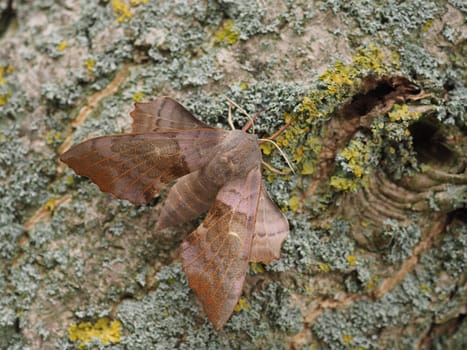 Poplar Swarmer - Moth