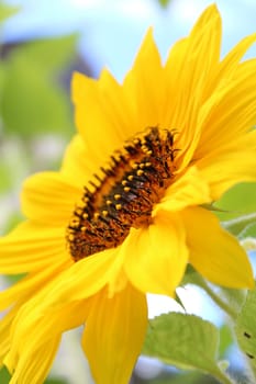 Sunflower