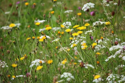 Wild meadow