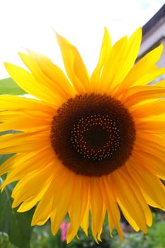 Sunflower