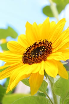 Sunflower