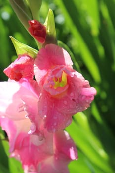 Gladiolus