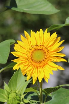 Sunflower