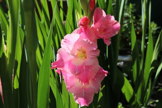 Gladiolus