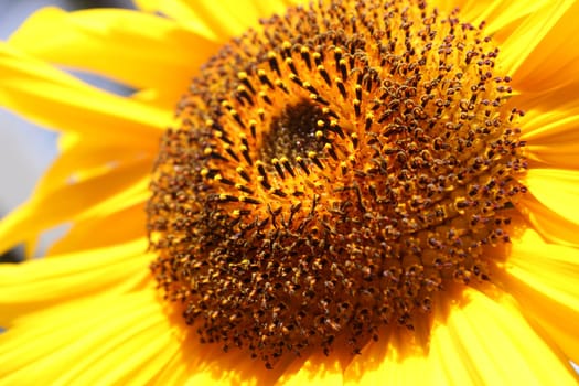 Sunflower