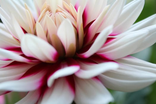 Dahlias