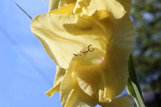 Gladiolus