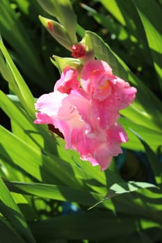 Gladiolus