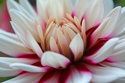 Dahlias