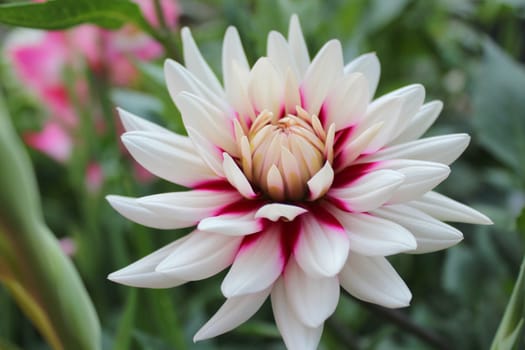 Dahlias