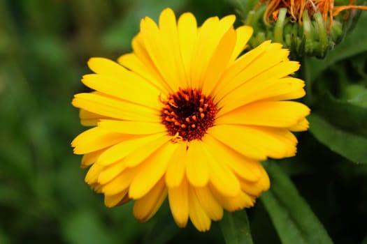 Sammetflower