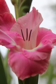 Gladiolus
