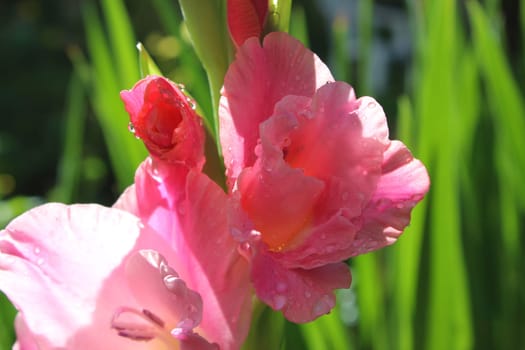 Gladiolus