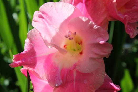 Gladiolus
