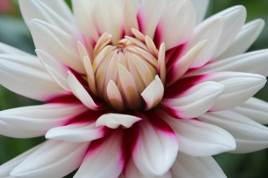 Dahlias