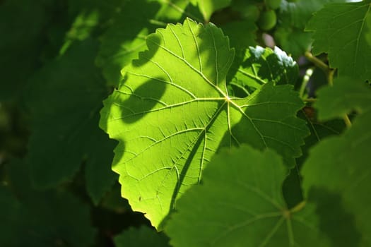 Grape leaf