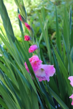 Gladiolus